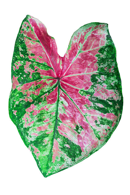 双色Caladium叶，粉红色和绿色(Waeo Mayura)，粉红色和绿色的Caladium叶孤立在白色背景，有修剪路径